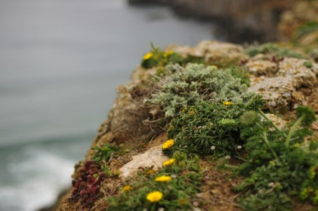 Kalliopuutarhaa luonnosta