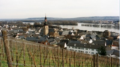 Rhein viinirinteitä