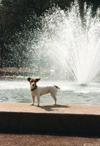 Laivakoira Bonnie Metzin suihkulähteellä