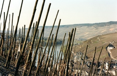 Viininviljelmiä rinteillä