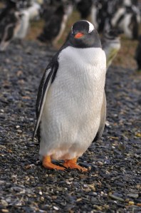 Papua Penguin sleeping