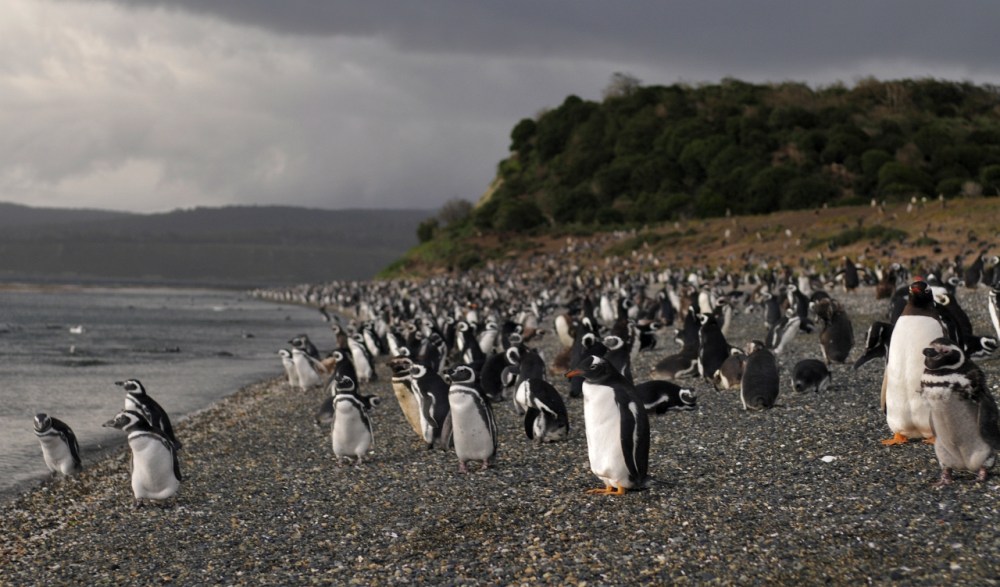 Penguins leaning towards the wind