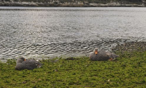 Sorsia Den Fin Del Mundo