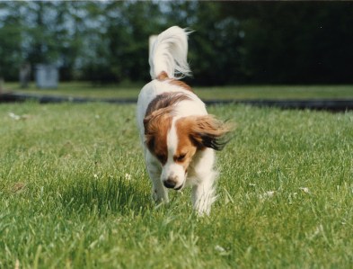 Bessie Loosdrechtseplassenilla 1995