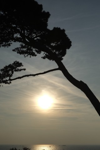 The pine tree in a perfect place